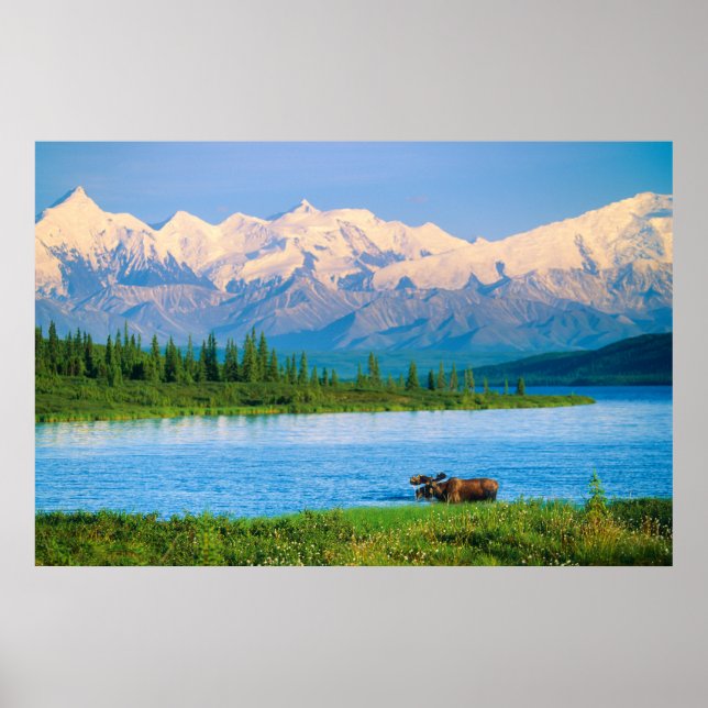Bull moose in Wonder Lake Poster (Vorne)