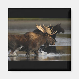 Bull Moose Magnet