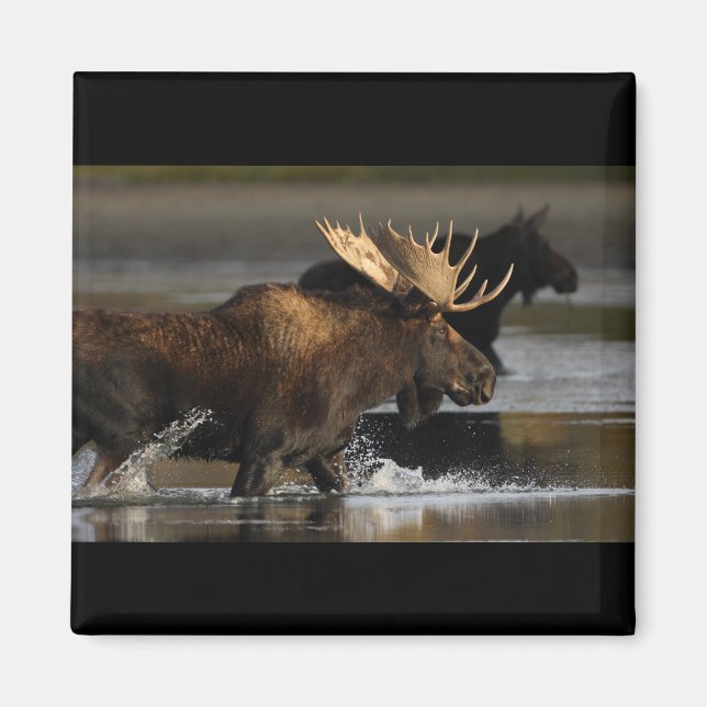 Bull Moose Magnet (Vorne)
