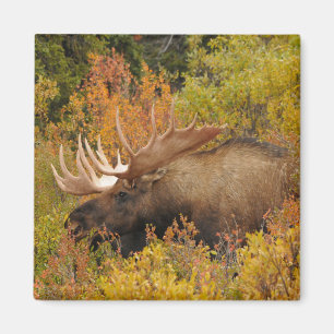 Bull Moose   Nationalpark Denali, Alaska Magnet