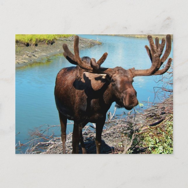 Bull Moose Postcard Postkarte (Vorderseite)