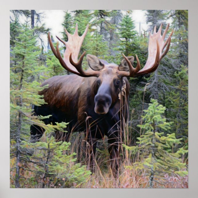 Bull Moose Poster (Vorne)
