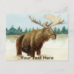Bull Moose Postkarte