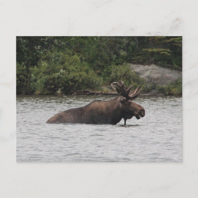 Bull Moose Postkarte (Vorderseite)