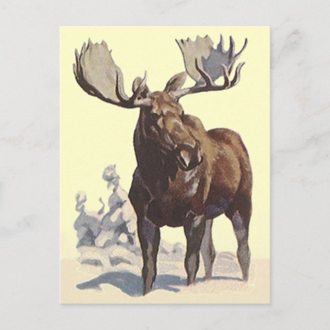 Bull Moose ~ Sonniger Wintertag Reise POSTCARD Postkarte (Vorderseite)