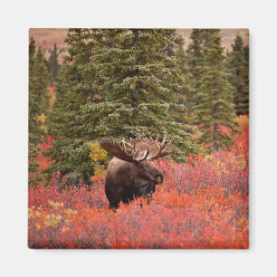 Bull Moose Stehend Magnet