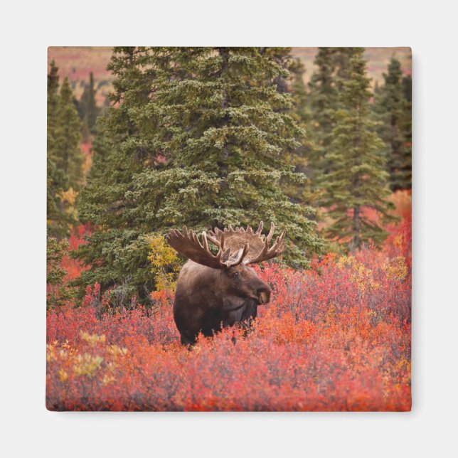 Bull Moose Stehend Magnet (Vorne)