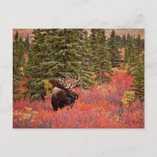 Bull Moose Stehend Postkarte