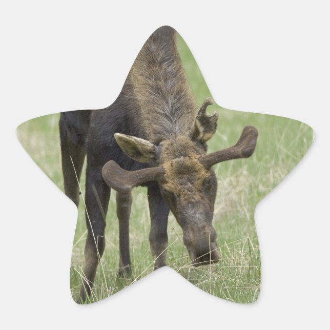 Bull Moose Stickers (Vorderseite)