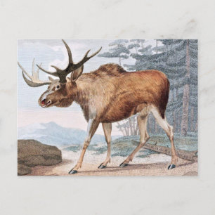 Bull Moose Vintag Zeichnend Postkarte