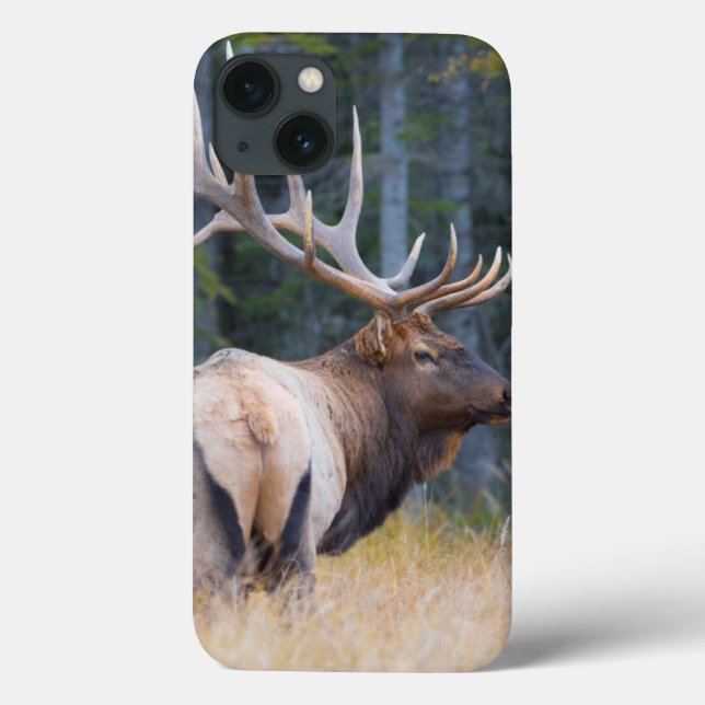 Bull Rocky Mountain Elk Case-Mate iPhone Hülle (Rückseite)