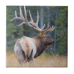 Bull Rocky Mountain Elk Fliese
