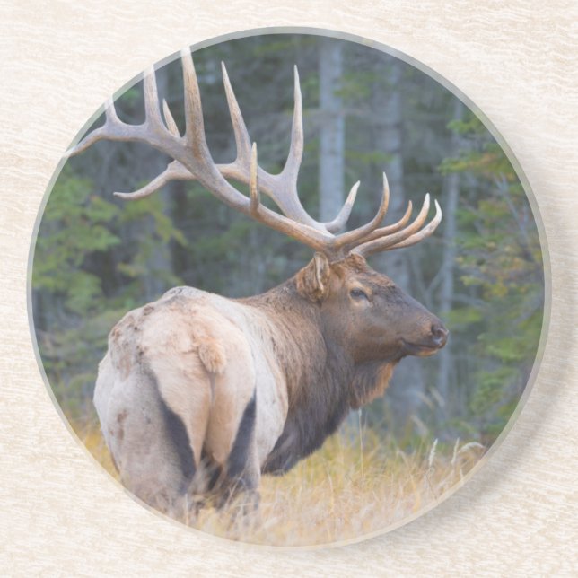 Bull Rocky Mountain Elk Getränkeuntersetzer (Vorne)