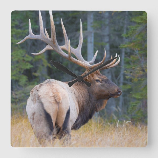 Bull Rocky Mountain Elk Quadratische Wanduhr (Vorderseite)