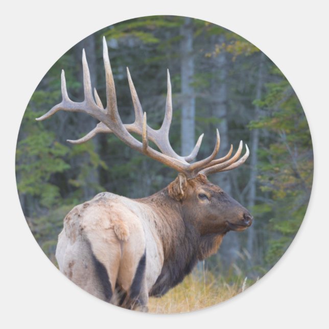 Bull Rocky Mountain Elk Runder Aufkleber (Vorderseite)