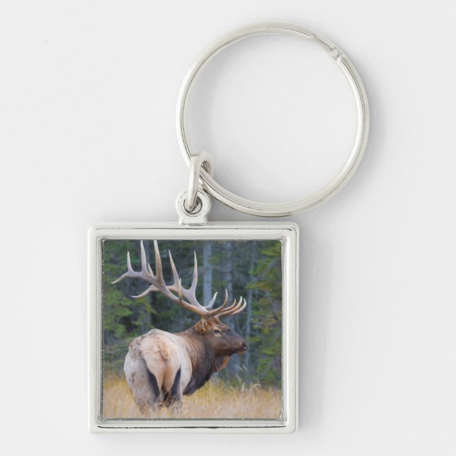 Bull Rocky Mountain Elk Schlüsselanhänger (Vorne)