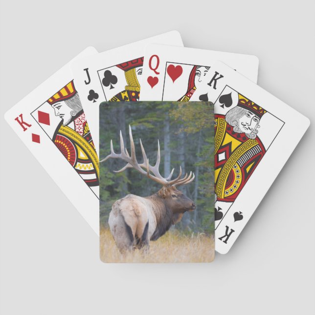 Bull Rocky Mountain Elk Spielkarten (Rückseite)