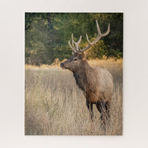Bull Roosevelt-Elch im Gras   Washington State