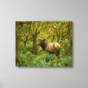 Bull Roosevelt-Elch Leinwanddruck