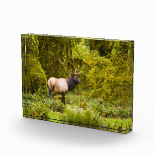 Bull Roosevelt-Elch steht auf einer Wiese Fotoblock
