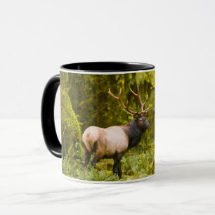 Bull Roosevelt-Elch steht auf einer Wiese Tasse