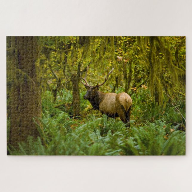 Bull Roosevelt Elk (Horizontal)