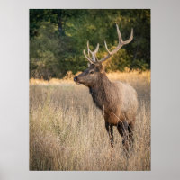Bull Roosevelt Elk im Gras | Washingtoner Staat