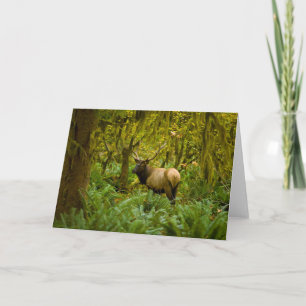 Bull Roosevelt Elk Karte