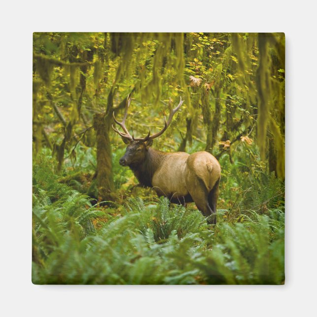 Bull Roosevelt Elk Magnet (Vorne)