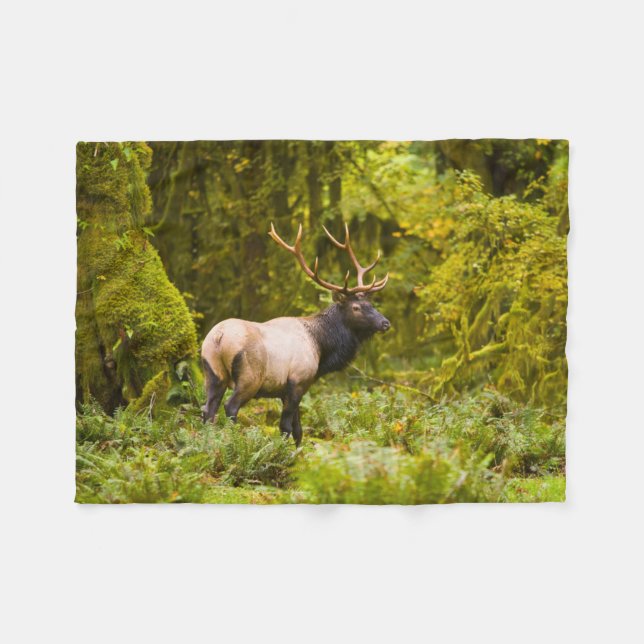Bull Roosevelt Elk Stehend auf Wiese Fleecedecke (Vorderseite (Horizontal))