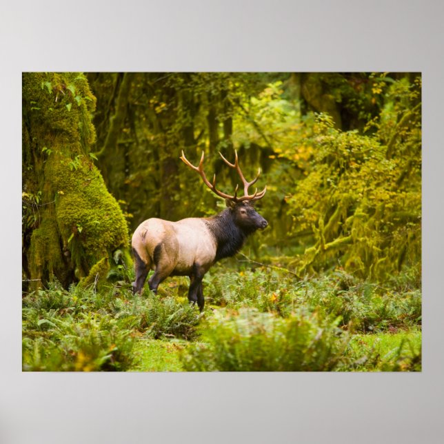Bull Roosevelt Elk Stehend auf Wiese Poster (Vorne)