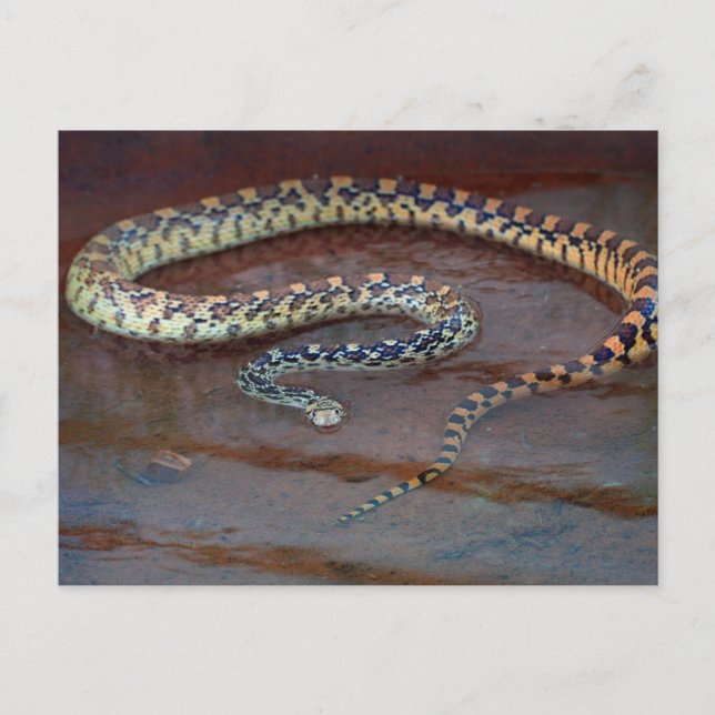 Bull Snake Postkarte (Vorderseite)