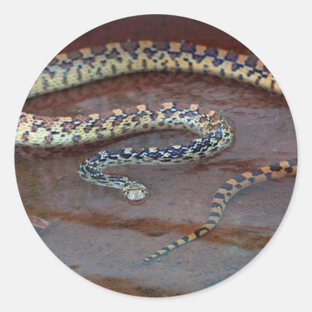 Bull Snake Runder Aufkleber (Vorderseite)