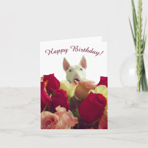 Bull terrier avec roses - Joyeux anniversaire!