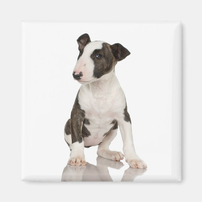 Bull Terrier Magnet (Devant)