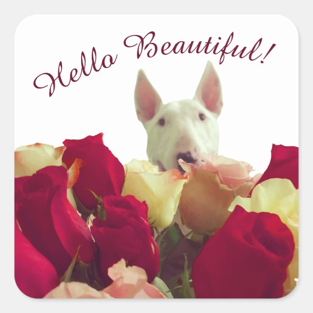 Bull Terrier mit Rose Gruß - Hallo schön Quadratischer Aufkleber (Vorderseite)