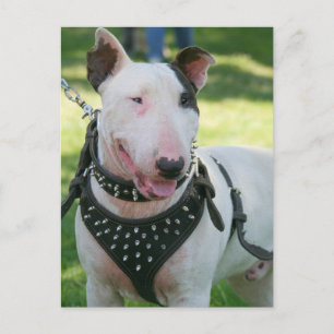 Bull Terrier Postkarte