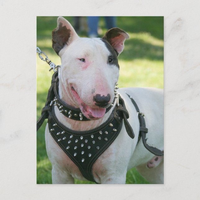 Bull Terrier Postkarte (Vorderseite)
