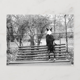 Bull Terrier Postkarte