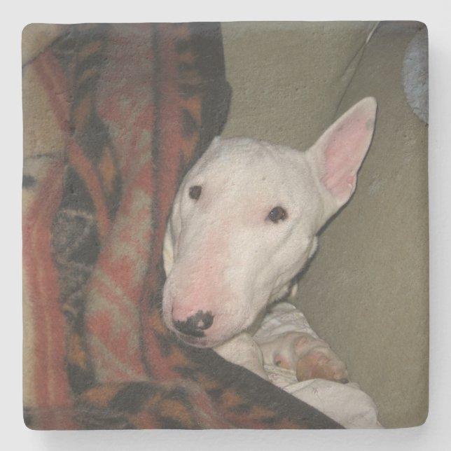 Bull Terrier schluckte unter eine Decke (Farbe) Steinuntersetzer (Vorderseite)