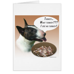 Bull Terrier Turquie