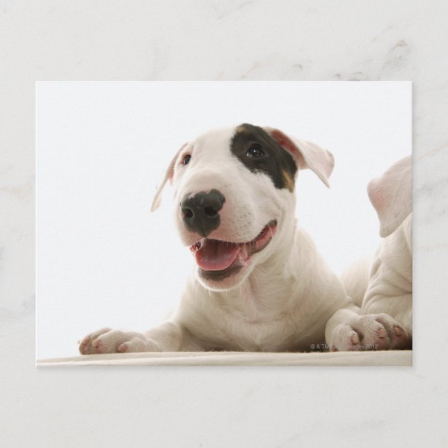 Bull Terriers Postkarte (Vorderseite)