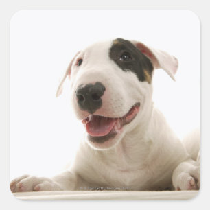 Bull Terriers Quadratischer Aufkleber