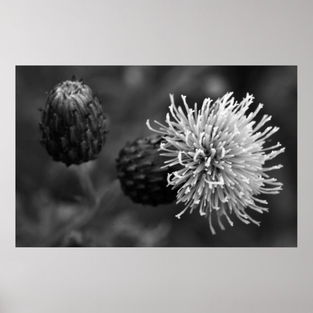 Bull Thistle Poster (Vorne)