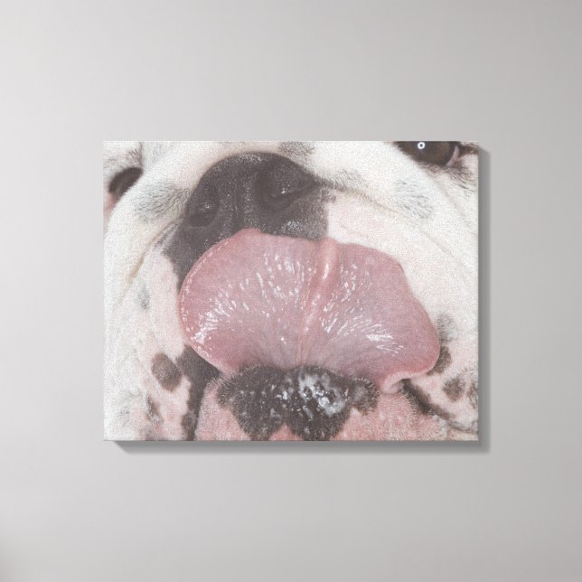Bulldog 2 leinwanddruck (Vorderseite)