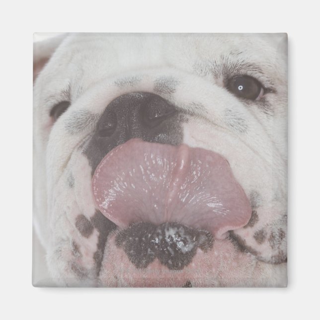 Bulldog 2 magnet (Vorne)