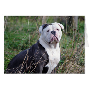 Bulldog anglais