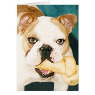 Bulldog anglais "Adagio"