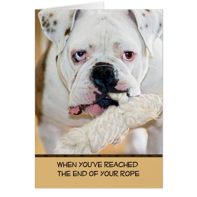 Bulldog anglais avec oreilles tachetées Corde dans (Devant)