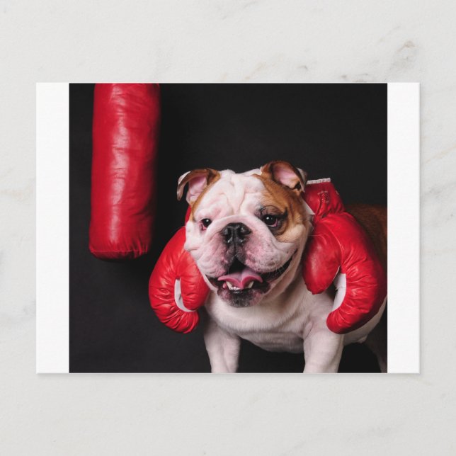 Bulldog Boxer Postkarte (Vorderseite)